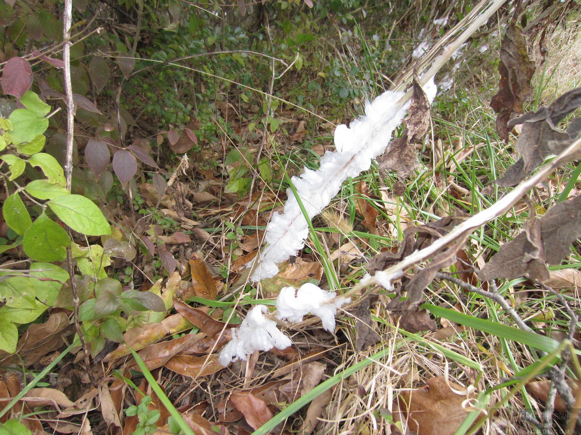 Ice flowers (freezing water slowly-oozed from plant stems, TN)